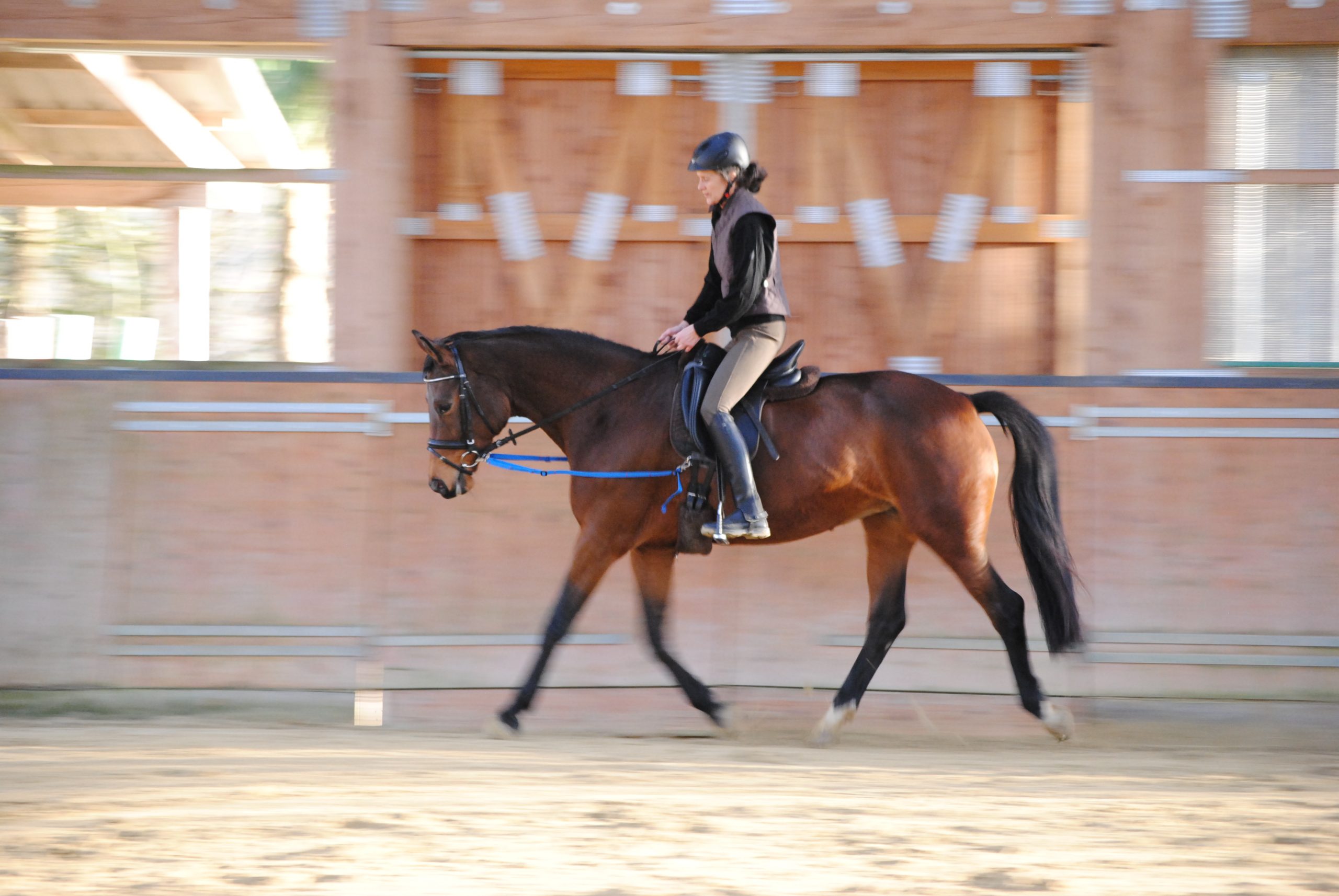Zügel-VS :: Stufenlos einstellbare Hilfszügel
