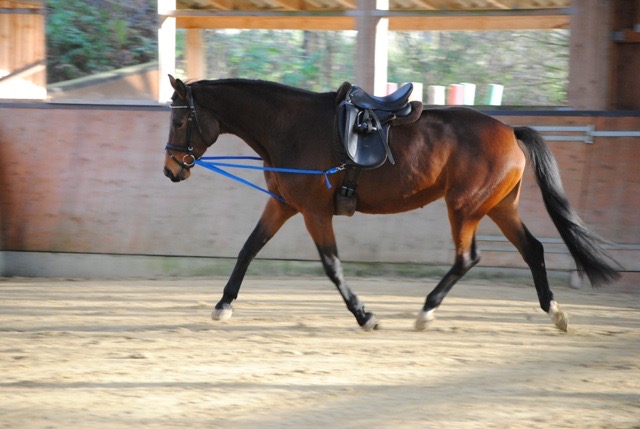 Zügel-VS Hilfszügel & Ausbinder